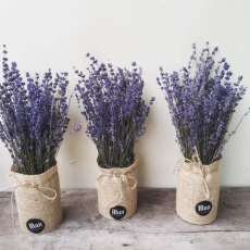 HOA KHÔ LAVENDER